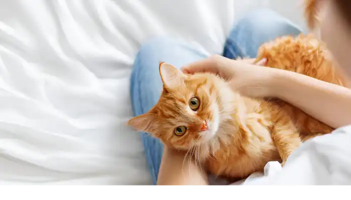 Contextual Meanings of Feline Sounds Contextual Meanings of Feline Sounds