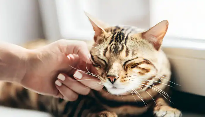 Feline Sounds: Decoding Your Cat’s Vocal Language Feline Sounds Decoding Your Cats Vocal Language