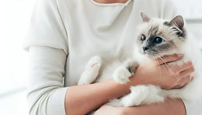 Best Cat Translator Apps and Features Best Cat Translator Apps and Features