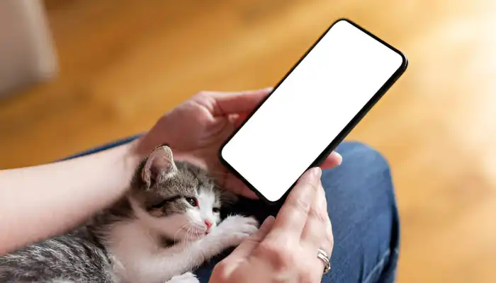 Best Human to Cat Translator Apps & Devices Best Human to Cat Translator Apps Devices