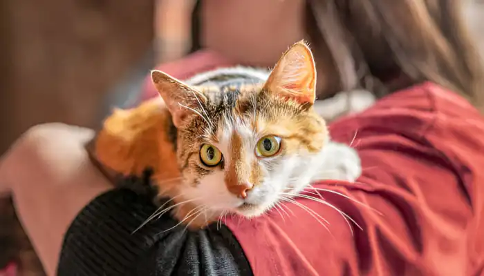 Cat Language Translator What Is It Cat Language Translator What Is It