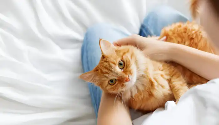 Cat Meow Translator What Does It Do Cat Meow Translator What Does It Do