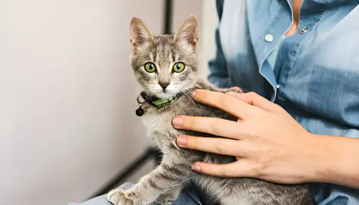 Cat Sounds and Their Meanings Cat Sounds and Their Meanings