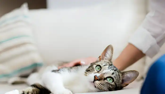 How Do Cat Translator Apps Work How Do Cat Translator Apps Work