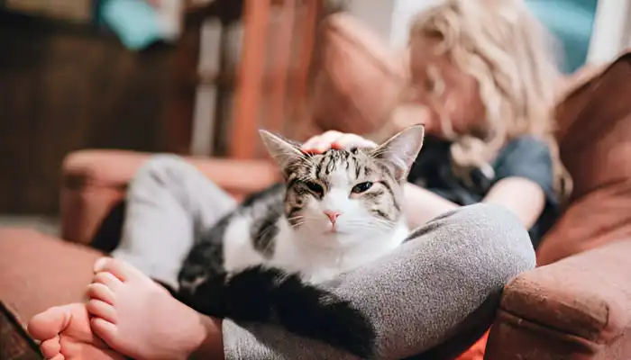 How Do Cats Say Good Bye