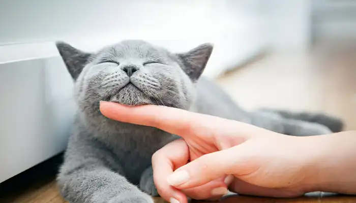 How Do Cats Say Hello