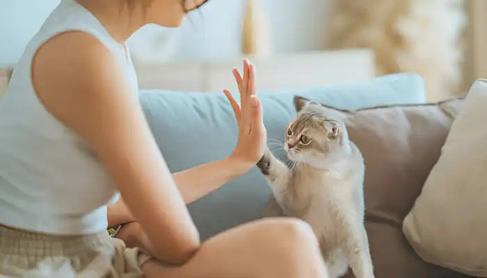 How Do Cats Say I Hate You