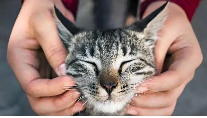How Do Cats Say I m Sorry