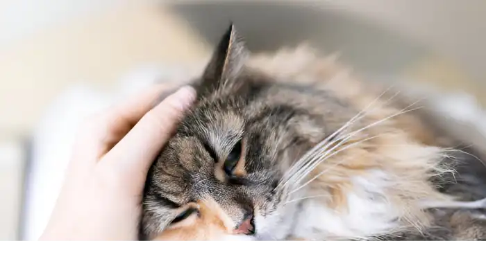 How Do Cats Say No