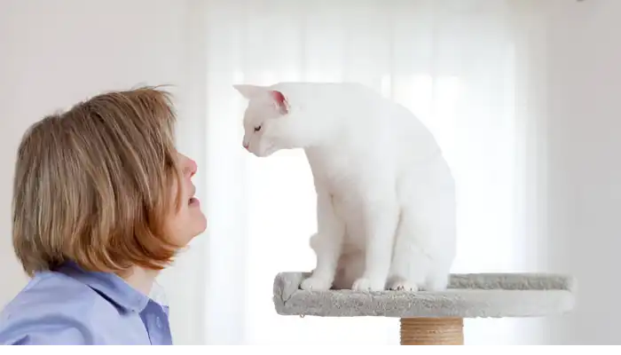 How Do Cats Say Thank You