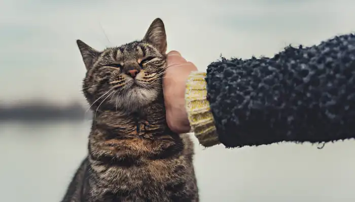 How Do Cats Say Yes