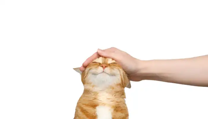 How Do I Say I am sorry in Cat Translator How Do I Say I am sorry in Cat Translator