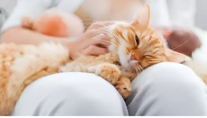 How Do I Say Thank You in Cat Translator How Do I Say Thank You in Cat Translator