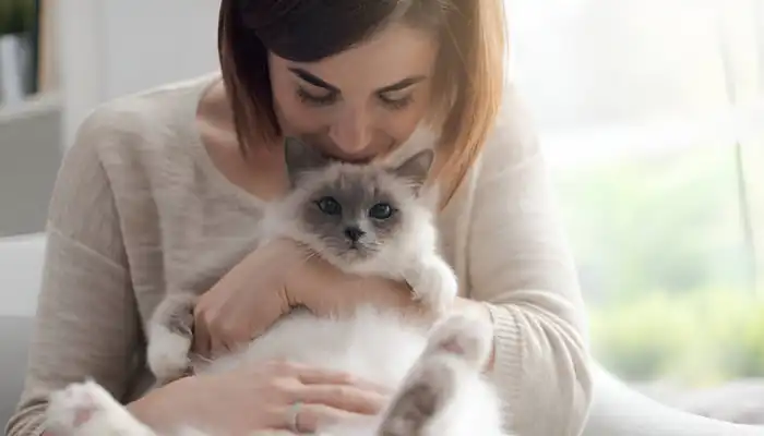 How Do You Say Hi in Cat Talk How Do You Say Hi in Cat Talk