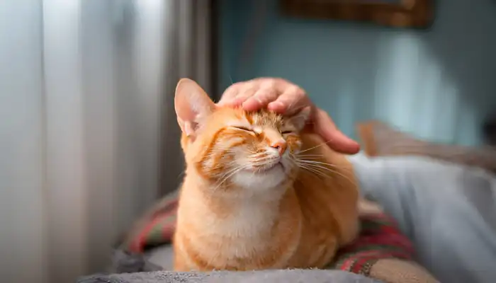 How Does a Cat Meow Translator Work