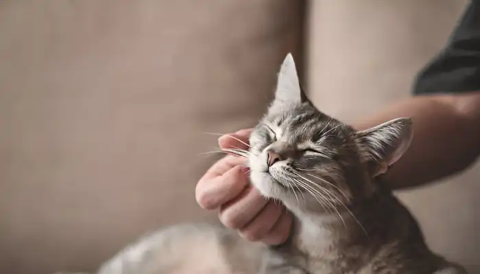 How to Speak Cat Translator Understand Cat Talk How to Speak Cat Translator Understand Cat Talk