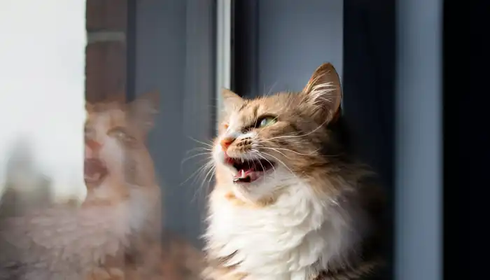 How to Use the Cat Translator App How to Use the Cat Translator App