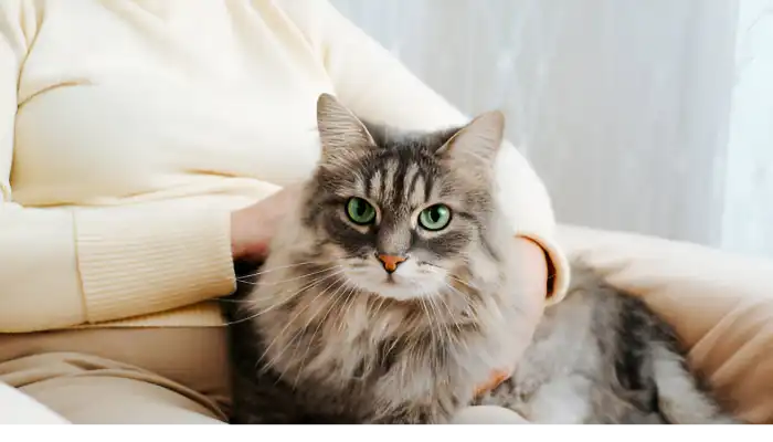 Human to Cat Translator A Quick Overview Human to Cat Translator A Quick Overview