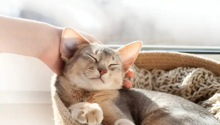 Key Features of a Cat Translator App